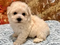 Gizmo, a male Maltipoo and Poodle - Toy  for sale in Tampa, FL – 1 of 10