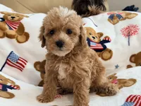 Rivaldo, a male Maltipoo and Poodle - Toy  for sale in Tampa, FL – 2 of 10