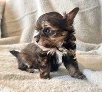 Lilly  Tiny , a female Yorkshire Terrier for sale in Tampa, FL – 3 of 10