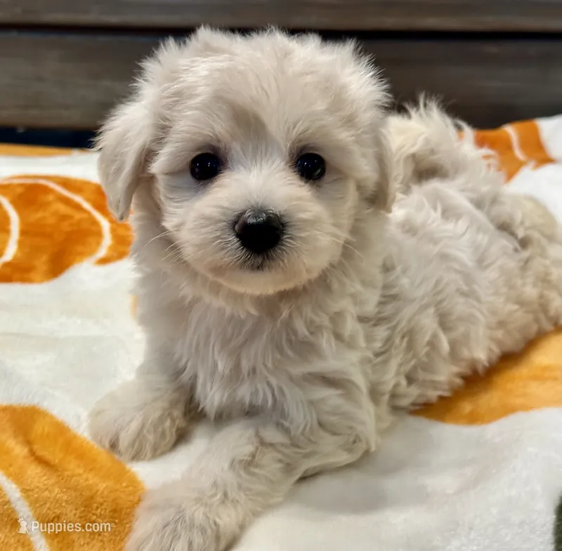 Molly  – Maltipoo, Poodle - Toy  puppy for sale in Tampa, FL