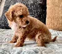 Fendi Tiny , a female Maltipoo and Poodle - Toy  for sale in Tampa, FL – 7 of 10