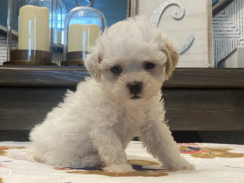 Shelby Tiny – Maltipoo, Poodle - Toy  puppy for sale in Tampa, FL