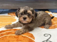 Coco , a female Yorkshire Terrier and Shorkie for sale in Tampa, FL – 4 of 9