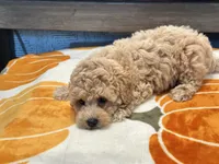 Zoey, a female Maltipoo and Poodle - Toy  for sale in Tampa, FL – 4 of 10