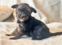 Meeko Tiny, a male Yorkshire Terrier for sale in Tampa, FL – 2 of 10