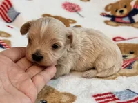 Benny , a male Maltipoo and Poodle - Toy  for sale in Tampa, FL – 10 of 10