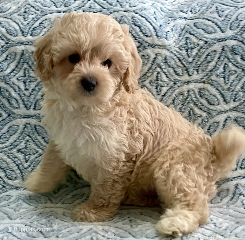 Marley – Cavapoo, Poodle - Toy  puppy for sale in Tampa, FL