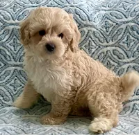 Marley Toy F1b , a male Cavapoo and Poodle - Toy  for sale in Tampa, FL – 1 of 10