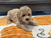 Zoey, a female Maltipoo and Poodle - Toy  for sale in Tampa, FL – 2 of 10