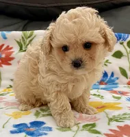 Ollie , a male Maltipoo and Poodle - Toy  for sale in Tampa, FL – Photo 5 of 10