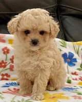Ollie , a male Maltipoo and Poodle - Toy  for sale in Tampa, FL – Photo 4 of 10