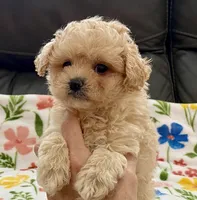 Ollie , a male Maltipoo and Poodle - Toy  for sale in Tampa, FL – Photo 7 of 10