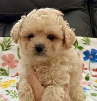 Ollie , a male Maltipoo and Poodle - Toy  for sale in Tampa, FL – Photo 6 of 10