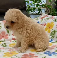 Ollie , a male Maltipoo and Poodle - Toy  for sale in Tampa, FL – Photo 9 of 10