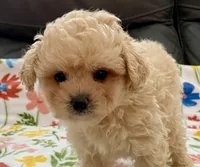 Ollie , a male Maltipoo and Poodle - Toy  for sale in Tampa, FL – Photo 2 of 10