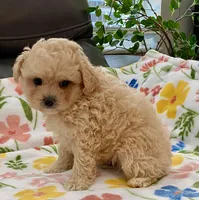 Ollie , a male Maltipoo and Poodle - Toy  for sale in Tampa, FL – Photo 8 of 10