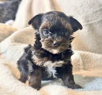 Meeko Tiny, a male Yorkshire Terrier for sale in Tampa, FL – 10 of 10