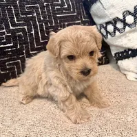 Zeus, a male Maltipoo and Poodle - Toy  for sale in Tampa, FL – 8 of 8