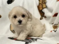 Milo , a male Maltipoo and Poodle - Toy  for sale in Tampa, FL – 7 of 10