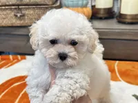 Lulu  Tiny , a female Maltipoo and Poodle - Toy  for sale in Tampa, FL – 9 of 10