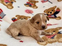 Lily , a female Maltipoo and Poodle - Toy  for sale in Tampa, FL – 5 of 9