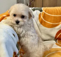 Charlie, a male Maltipoo and Poodle - Toy  for sale in Tampa, FL – 1 of 10