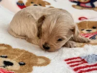 Benny , a male Maltipoo and Poodle - Toy  for sale in Tampa, FL – 2 of 10
