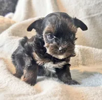 Meeko Tiny, a male Yorkshire Terrier for sale in Tampa, FL – 4 of 10