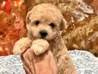 Nala , a female Maltipoo and Poodle - Toy  for sale in Tampa, FL – 9 of 10