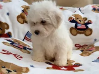 Toby , a male Maltipoo and Poodle - Toy  for sale in Tampa, FL – 5 of 10