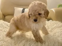 Noelle Toy F1b , a female Cavapoo and Poodle - Toy  for sale in Tampa, FL – 9 of 9