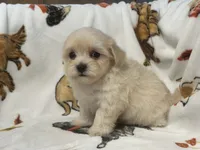 Milo , a male Maltipoo and Poodle - Toy  for sale in Tampa, FL – 4 of 10