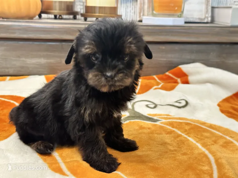 Lola  Tiny – Yorkshire Terrier puppy for sale in Tampa, FL