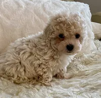 Sammy, a male Maltipoo and Poodle - Toy  for sale in Tampa, FL – 2 of 10
