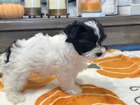 Milo Parti, a male Yorkshire Terrier for sale in Tampa, FL – 8 of 10