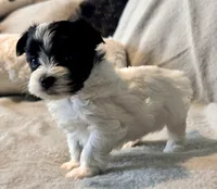 Milo Parti, a male Yorkshire Terrier for sale in Tampa, FL – 4 of 10
