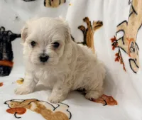 Ally , a female Yorkshire Terrier and Morkie for sale in Tampa, FL – 8 of 9