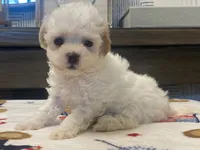 Shelby Tiny, a female Maltipoo and Poodle - Toy  for sale in Tampa, FL – 3 of 10
