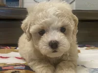 Belshy, a female Maltipoo and Poodle - Toy  for sale in Tampa, FL – 5 of 10
