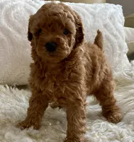 Nora, a female Maltipoo and Poodle - Toy  for sale in Tampa, FL – 2 of 6