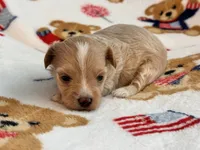 Lily , a female Maltipoo and Poodle - Toy  for sale in Tampa, FL – 8 of 9
