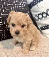 Bella , a female Maltipoo and Poodle - Toy  for sale in Tampa, FL – 10 of 10