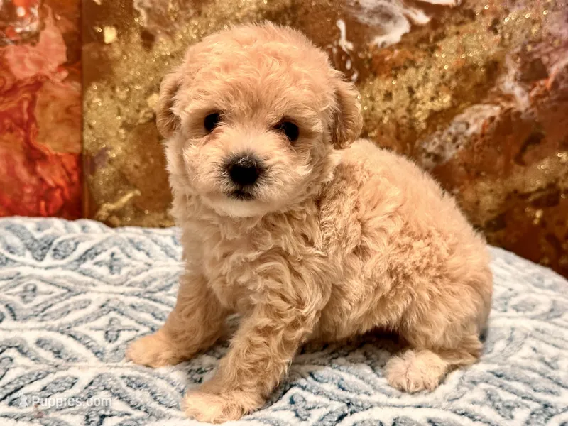 Nala  – Maltipoo, Poodle - Toy  puppy for sale in Tampa, FL