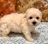 Gizmo, a male Maltipoo and Poodle - Toy  for sale in Tampa, FL – 5 of 10