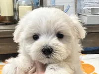 Buffy, a female Maltipoo and Maltese for sale in Tampa, FL – 6 of 10