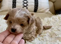 Finley, a male Maltipoo and Poodle - Toy  for sale in Tampa, FL – Photo 2 of 10