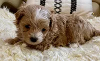 Finley, a male Maltipoo and Poodle - Toy  for sale in Tampa, FL – Photo 5 of 10