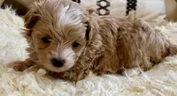 Finley, a male Maltipoo and Poodle - Toy  for sale in Tampa, FL – Photo 6 of 10