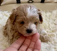 Finley, a male Maltipoo and Poodle - Toy  for sale in Tampa, FL – Photo 3 of 10