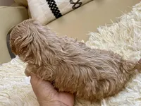 Finley, a male Maltipoo and Poodle - Toy  for sale in Tampa, FL – Photo 10 of 10